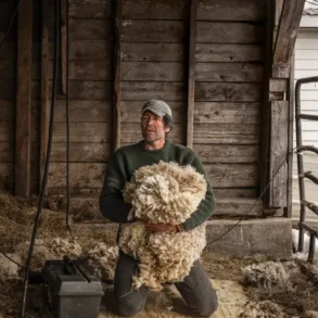 Maine sheep shearer Jeff Burchstead